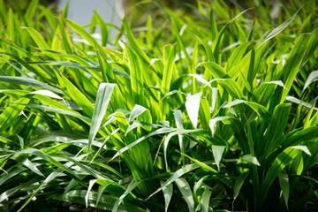 Taiwan Gaint King Grass
