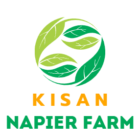 Kisan Napier Farm