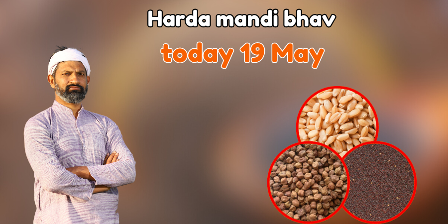 Harda mandi bhav today 19 May