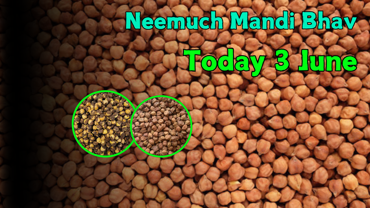 Neemuch Mandi Bhav 3 June